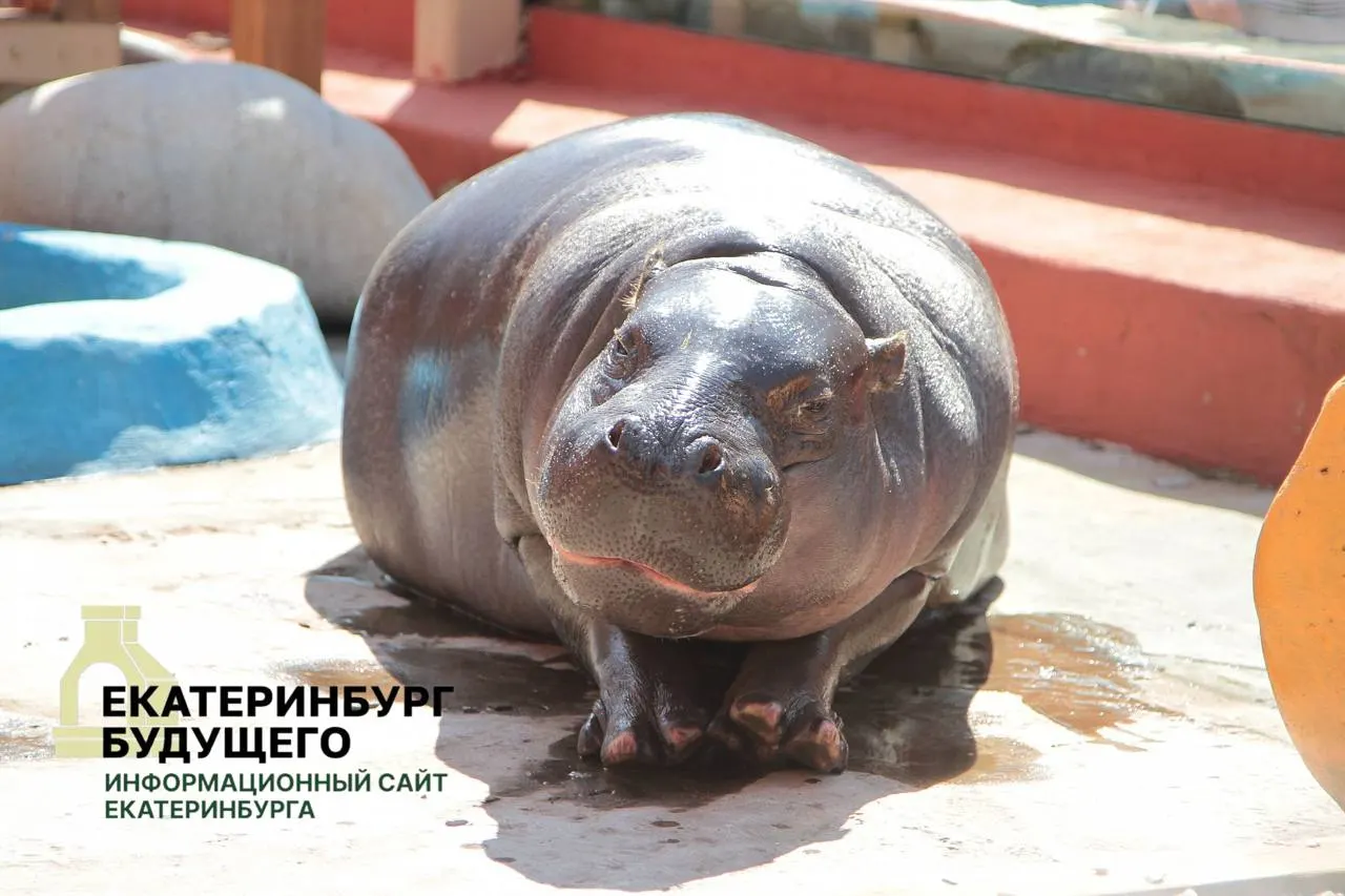 Мэрия пояснила, что по мобилизационным планам муниципалитеты обязаны предоставлять военкоматам здания и помещения, находящиеся в ведении департамента культуры. Положения распространяются на всю страну; в перечне — парк, зоопарк и кукольный театр.