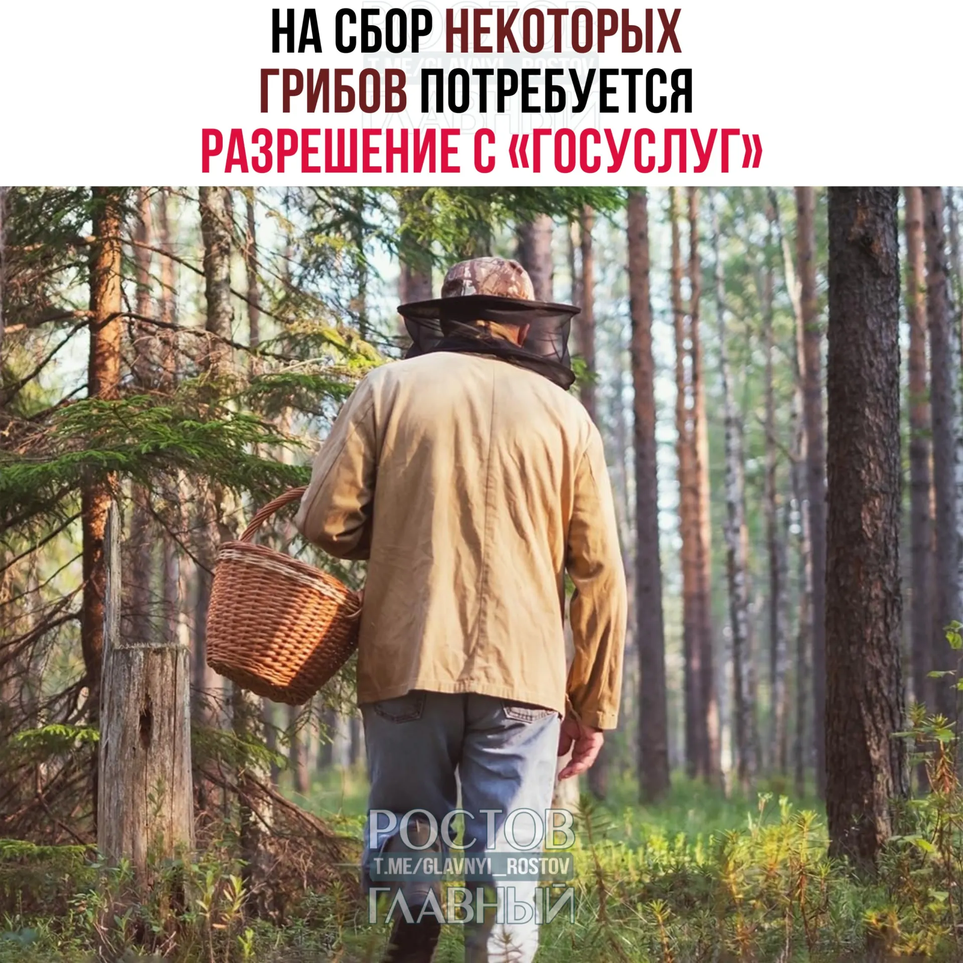 С 1 сентября 2027 года для сбора ряда редких грибов потребуется разрешение, оформляемое через портал «Госуслуги». Заявки будут рассматривать до 15 дней; за сбор краснокнижных видов без разрешения может наступить уголовная ответственность.