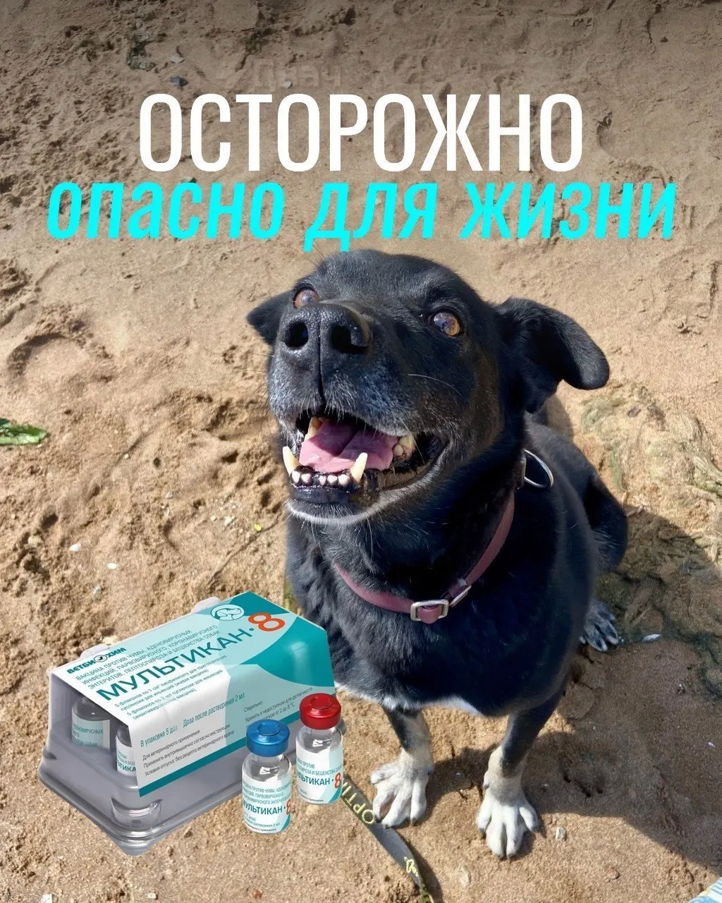 После прививки у животных наблюдаются тяжёлые реакции: судороги, рвота с кровью, диарея и лихорадка; прямой причинно-следственной связи вакцины пока не установлено.